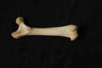 Bone_Identification_Black_Bg project thumbnail