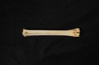 Bone-identification project thumbnail