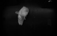 wing_obj_unknow project thumbnail