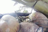 Coconut Tree Stem project thumbnail