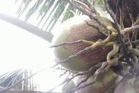 Coconut Stem Images project thumbnail