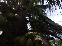Polygon_Recent_Coconut_Images project thumbnail