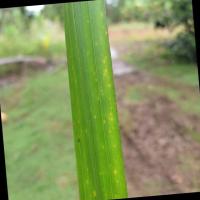 Palm_Leaf_Defficiency_Detection project thumbnail