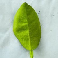 Lemon project thumbnail