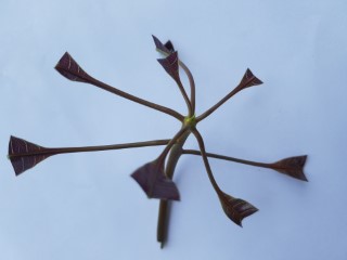 Mango Leaf Disease Dataset Object Detection Model by tonnamkmitl