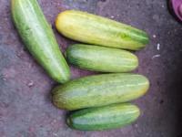 Cucumber Disease project thumbnail