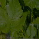 Grapevine_Leaf_Detection project thumbnail