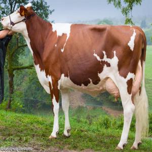 cattle brees - Roboflow Universe
