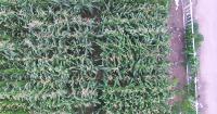 Maize_Dataset project thumbnail