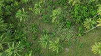 palm project thumbnail