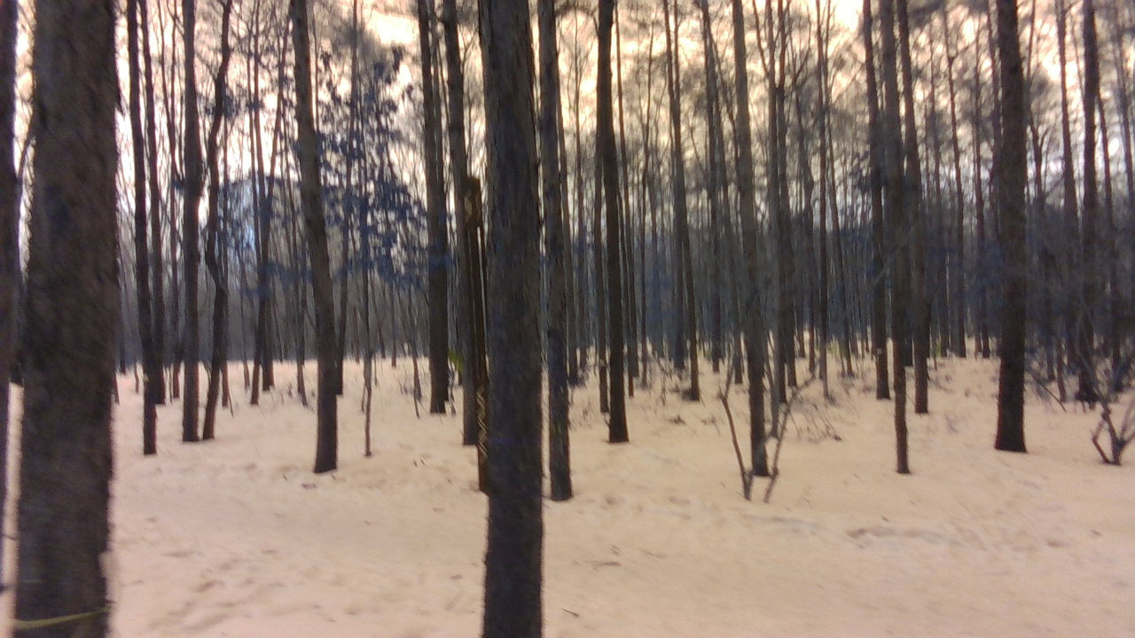 TreeSeg Instance Segmentation Dataset by TreeSegment