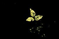 yellow mosaic project thumbnail