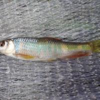 fish project thumbnail