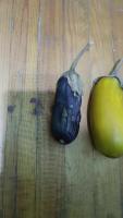 Vegetable_Freshness_Detection project thumbnail