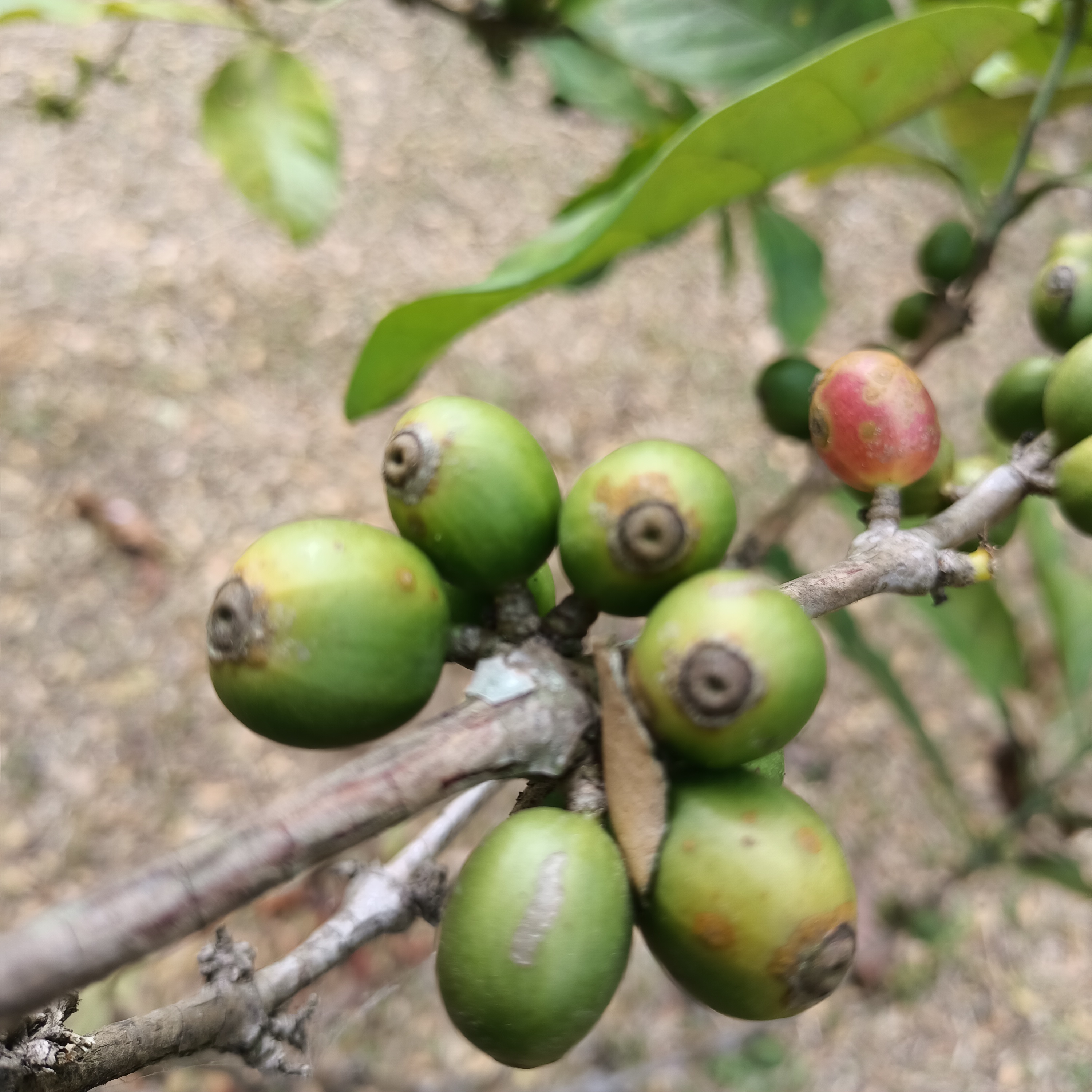 Coffee Cherry Beans Detection Object Detection Model By Chess