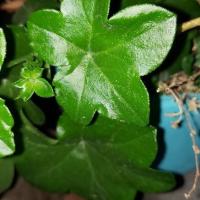 PlantNet Mult project thumbnail