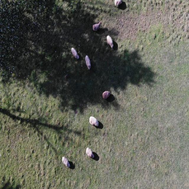 sheep Object Detection Dataset by llll
