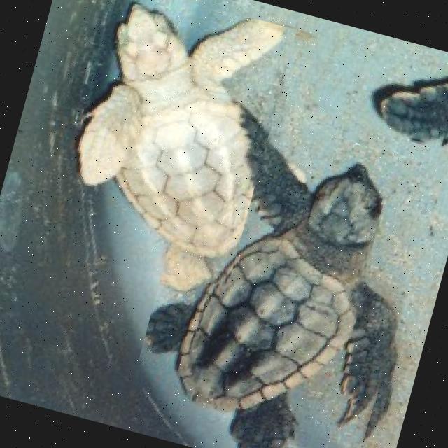 Turtle Computer Vision Sea Turtle Object Detection Dataset by Kan