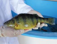 Species_detection project thumbnail