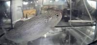 Trout project thumbnail