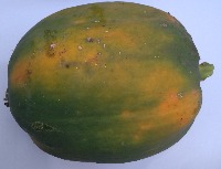 ggroupplagro_papaya project thumbnail