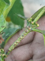 Scale Insects project thumbnail