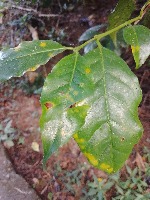Coffee Berry Blotch project thumbnail