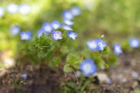 flowers project thumbnail