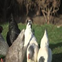 Counting Chickens project thumbnail