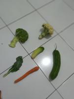 Sampah Organik Detection project thumbnail