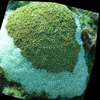 Classification of coral reef project thumbnail