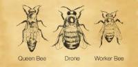 Queen Bee project thumbnail