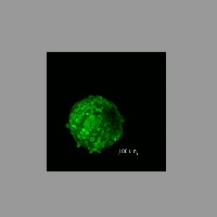 Spheroid_segmentation project thumbnail
