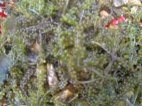 Sea Grape 1 project thumbnail