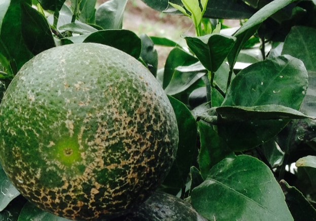 citrus Scan 1 Classification Dataset by Citrus Scan