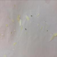bugs1960 project thumbnail