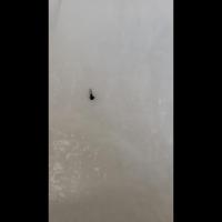 Bugs-Detection project thumbnail