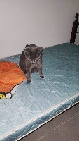 friend's cats project thumbnail
