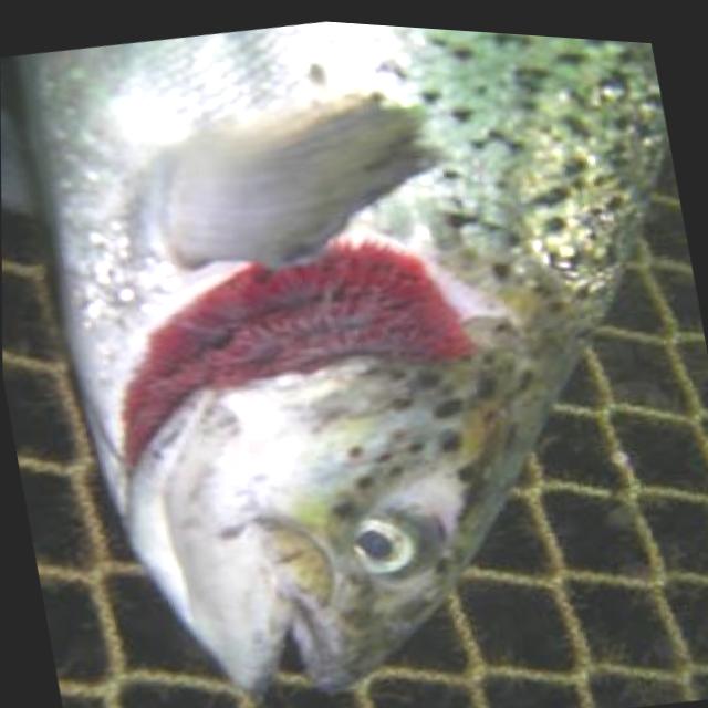 Fish Disease Detection Classification Dataset and Pre-Trained Model by