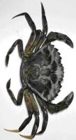 Yay find crabs project thumbnail