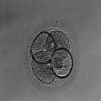 oocyte-multicell project thumbnail