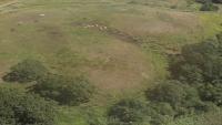 cattle project thumbnail