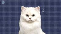 dog cat bird project thumbnail