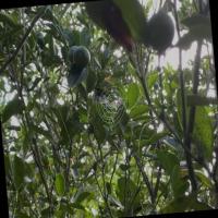 citrus_2_yolov5 project thumbnail