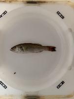 Largemouth Bass project thumbnail
