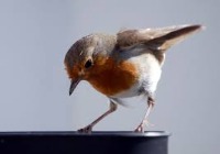 animal detection  project thumbnail