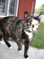 cat project thumbnail