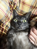 Cat project thumbnail