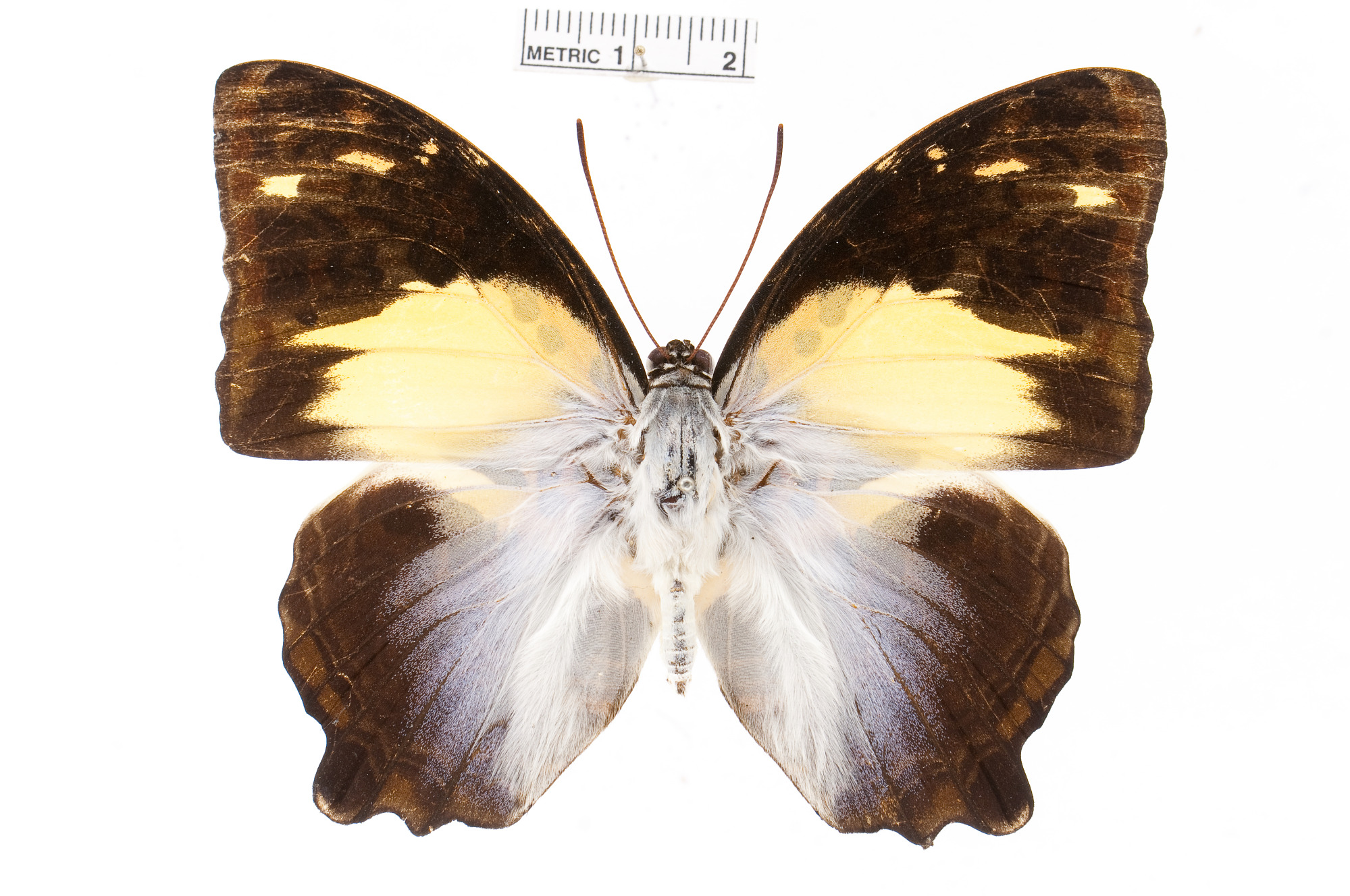 Butterfly Insect Scan Butterfly Object Detection Dataset by butterfly