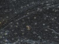 Glandular Trichome Trial 1 project thumbnail